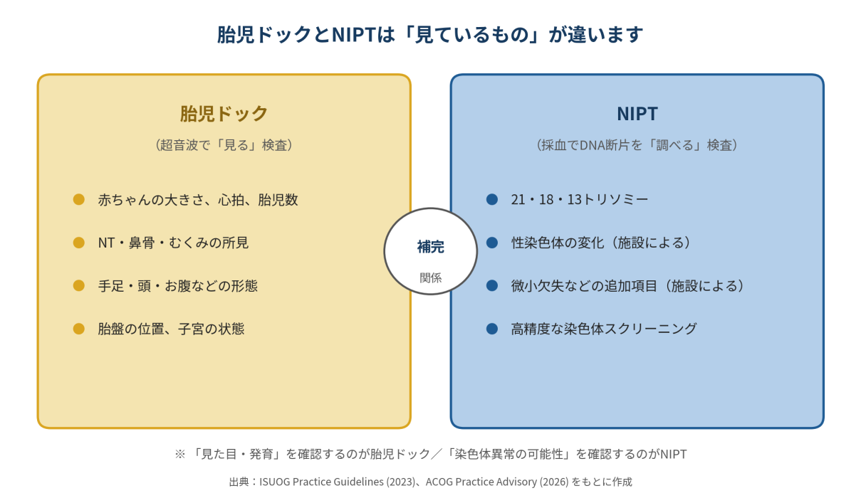 【図1】胎児ドックとNIPT は「見ているもの」が違います。両者は競合ではなく、目的に応じて補い合う関係です。